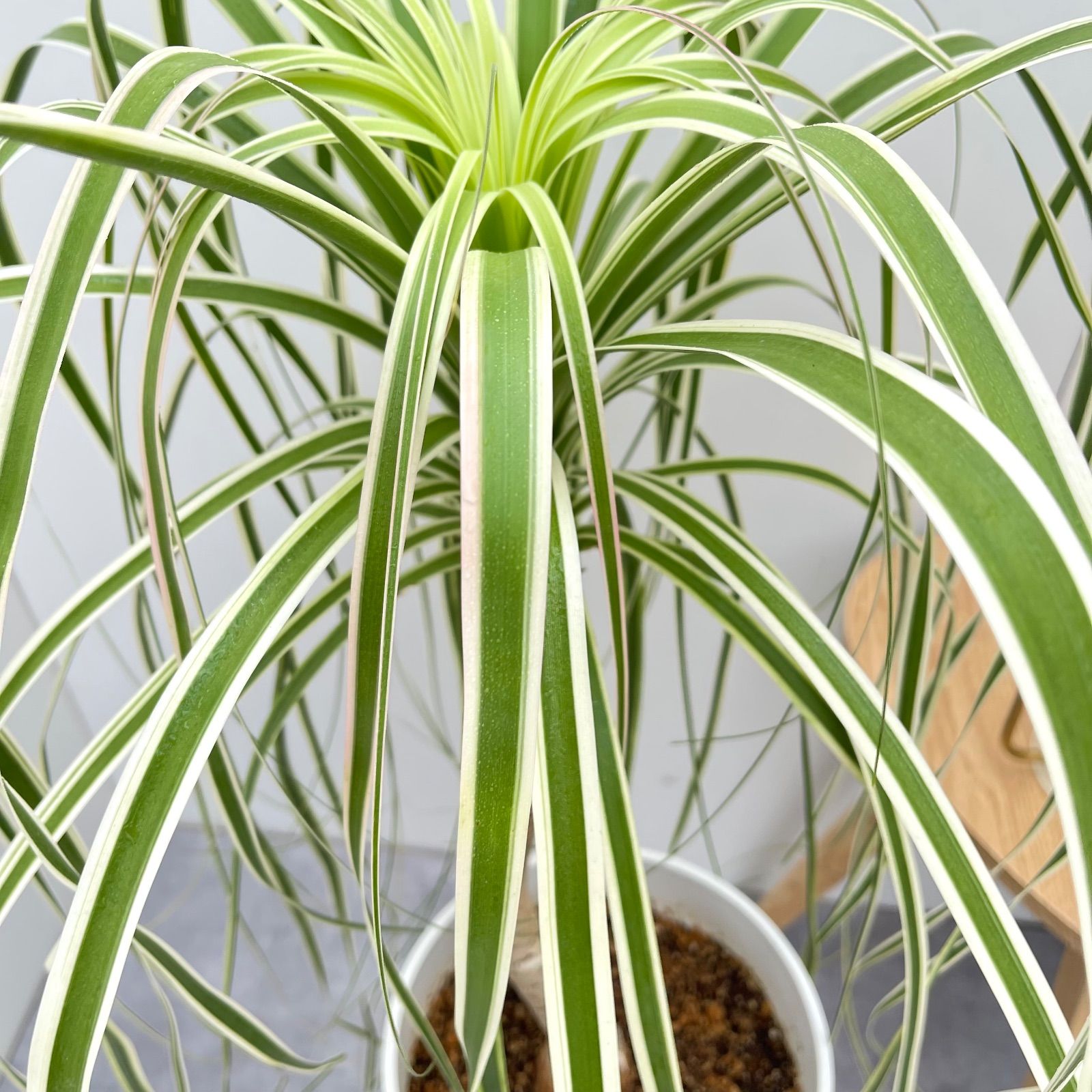 トックリラン ノリナ