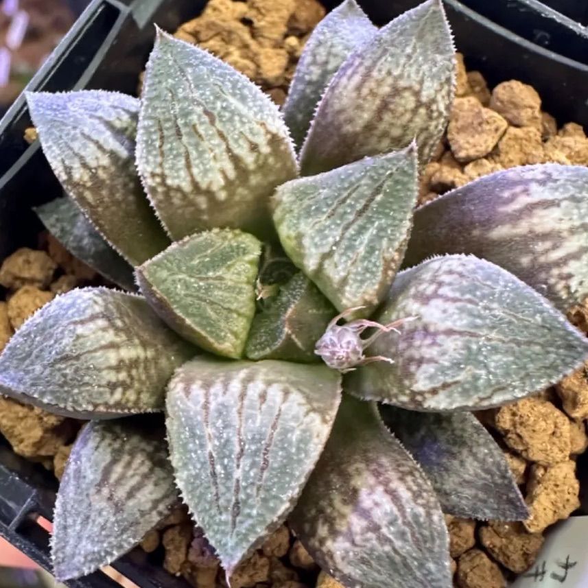 多肉植物ハオルチア☆夢殿 - メルカリ