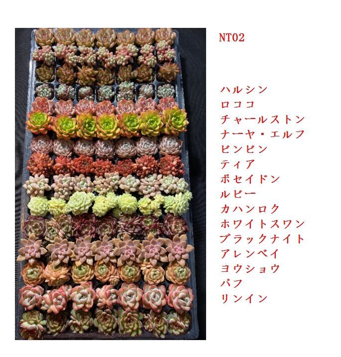 新入荷 15種類セット NT02×105苗 土付き 詰め合わせ 多肉植物 エケベリア 韓国苗 新入荷