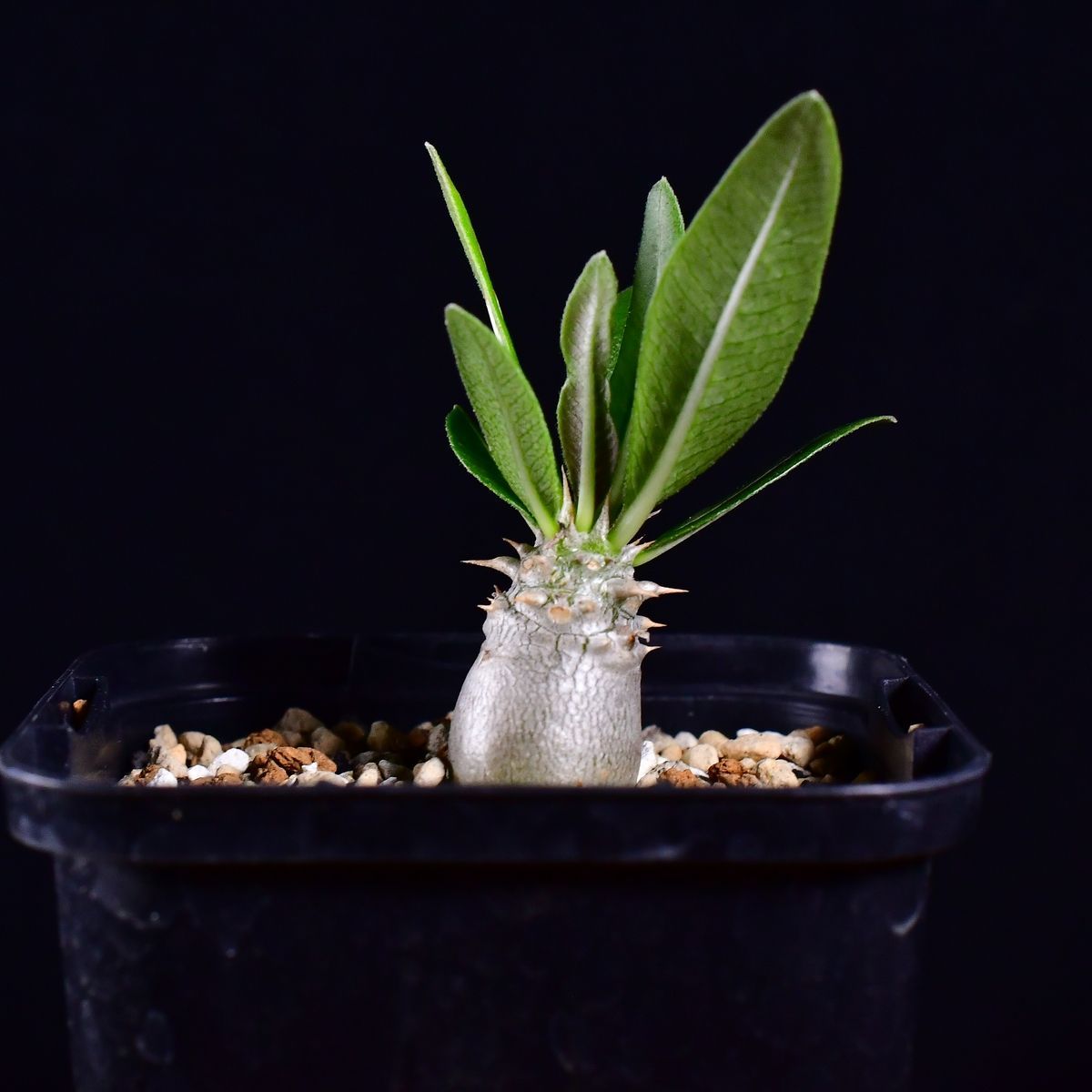 3V7 実生 パキポディウム・レウコキサンツム 恵比寿笑