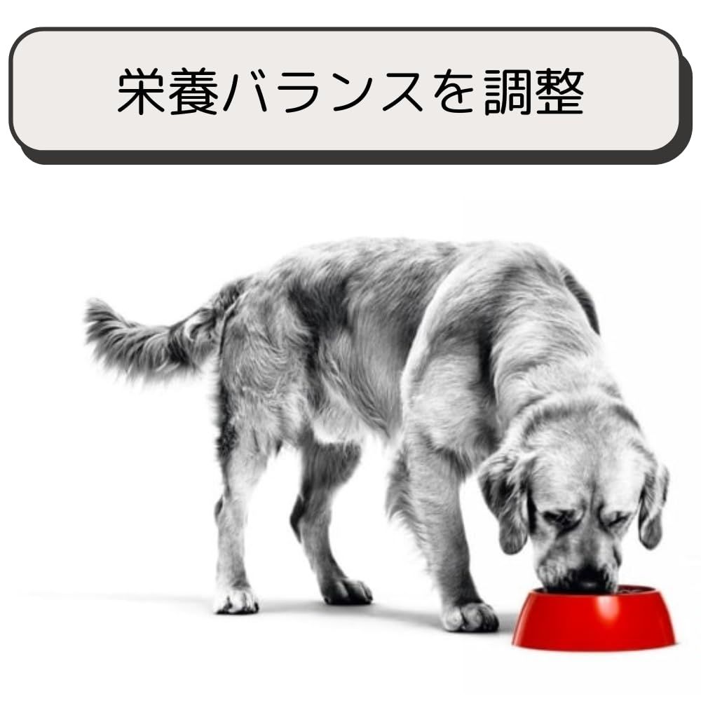 ロイヤルカナン 猫 キャットフード ユリナリー S|O オルファクトリー 2kg 尿路疾患 療法食 ドライ ネコ 肥満 2kg オルファクトリー STEELWINDOWSANDDOORS_COM