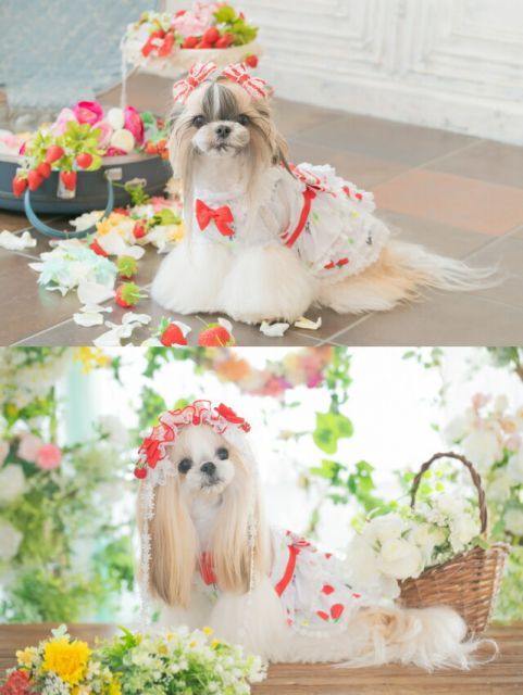 きゃんナナ 犬服 春 夏 あまいイチゴのCOOLキャミワンピース SS きゃんナナ 犬服 春 夏 あまいイチゴのCOOLキャミワンピース SS