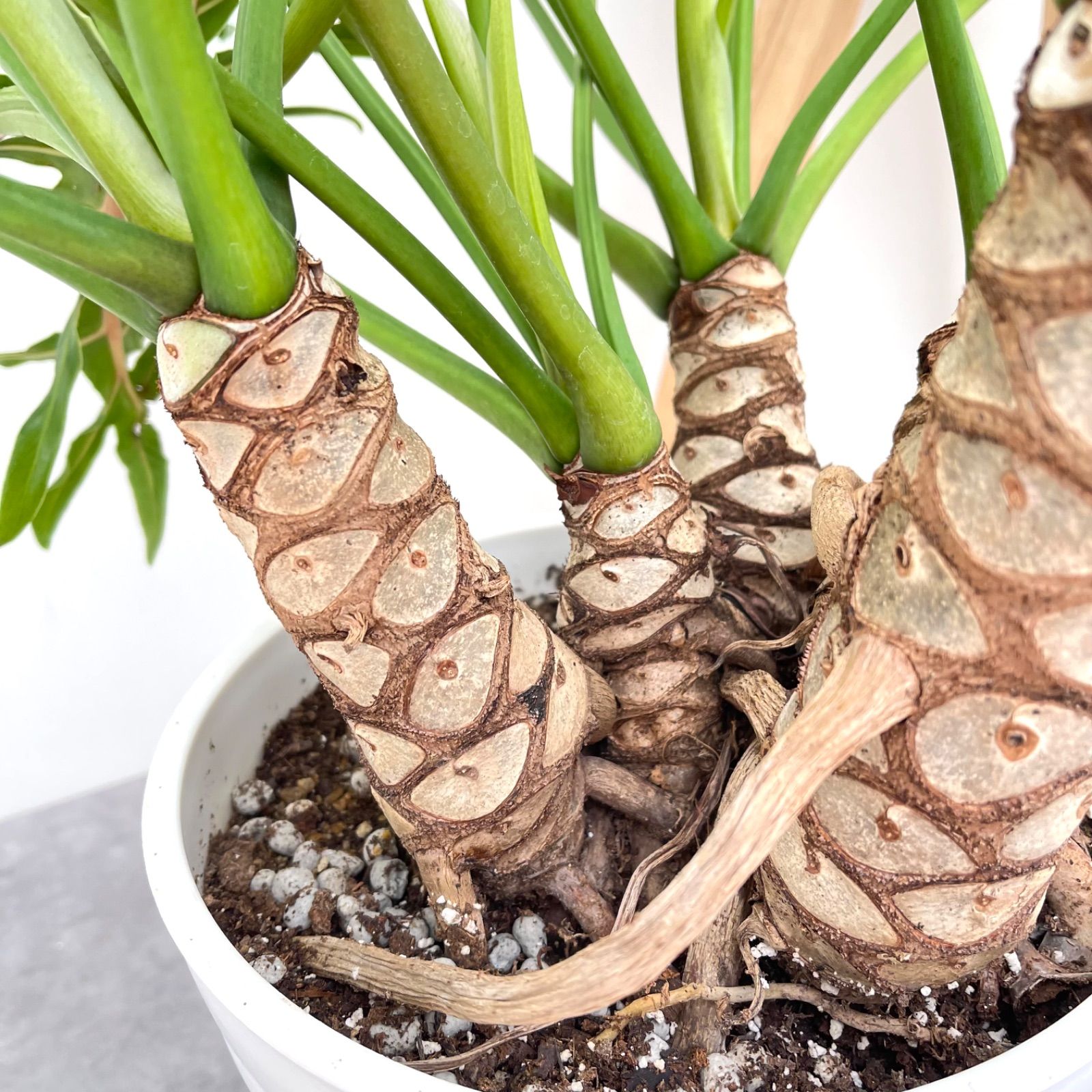 現品 観葉植物