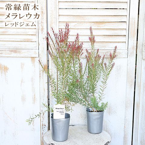 シンボルツリーに❤︎メラレウカ【レッドジェム】 常緑苗木 メラレウカ レッドジェム 3号 常緑 シンボルツリー