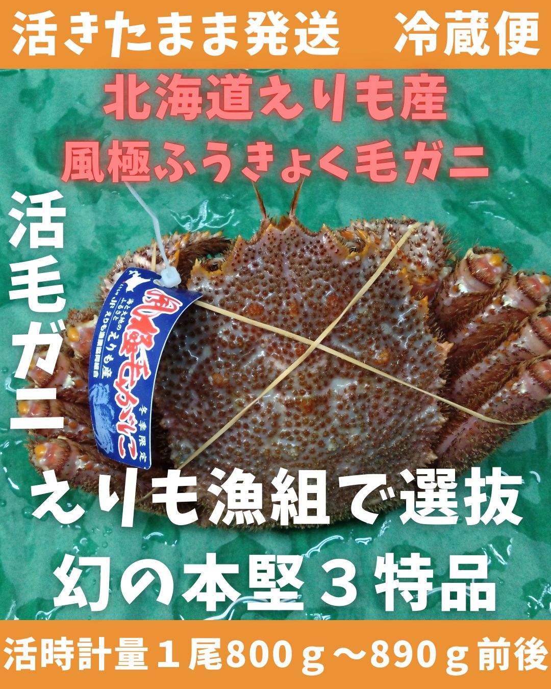 活きたまま 活毛ガニえりも産 風 ふうきょく １尾800ｇ～890ｇ 特特大サイズ