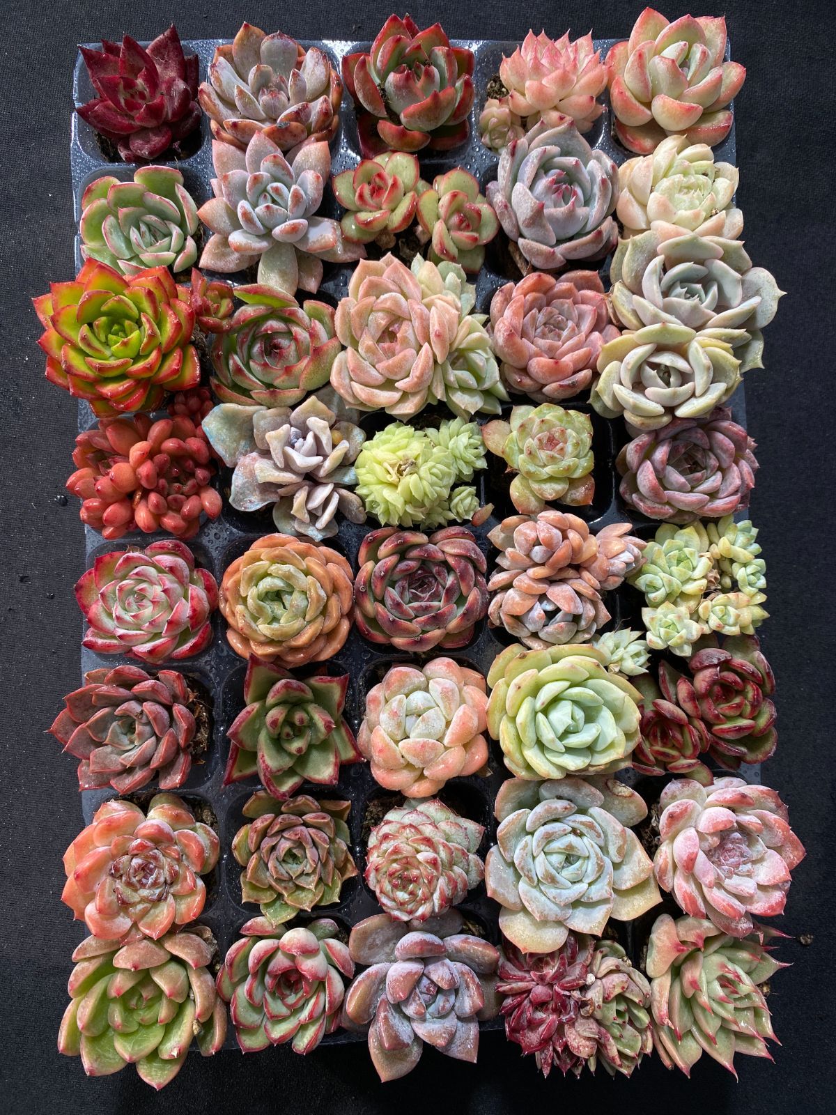 韓国小苗120個セット✨多肉植物　エケベリア　詰め合わせ　寄せ植えに!! ④ 韓国苗 多肉植物 エケベリア お得な詰め合わせセット 多肉