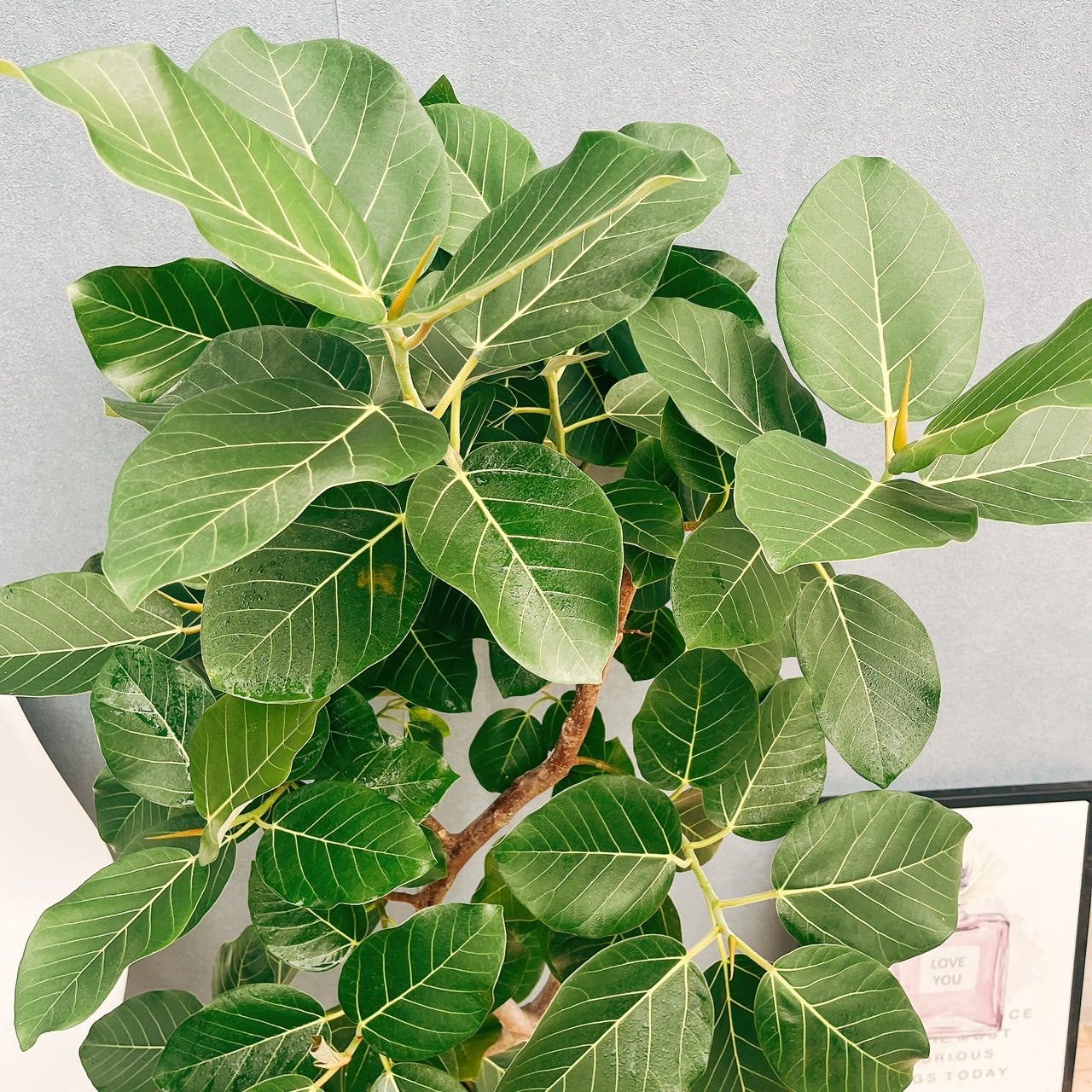 ［現品］【希少】☆おしゃれ☆ 13番 フィカス グランディス 曲がり 8号 観葉植物 室内 大型 レア ゴムの木