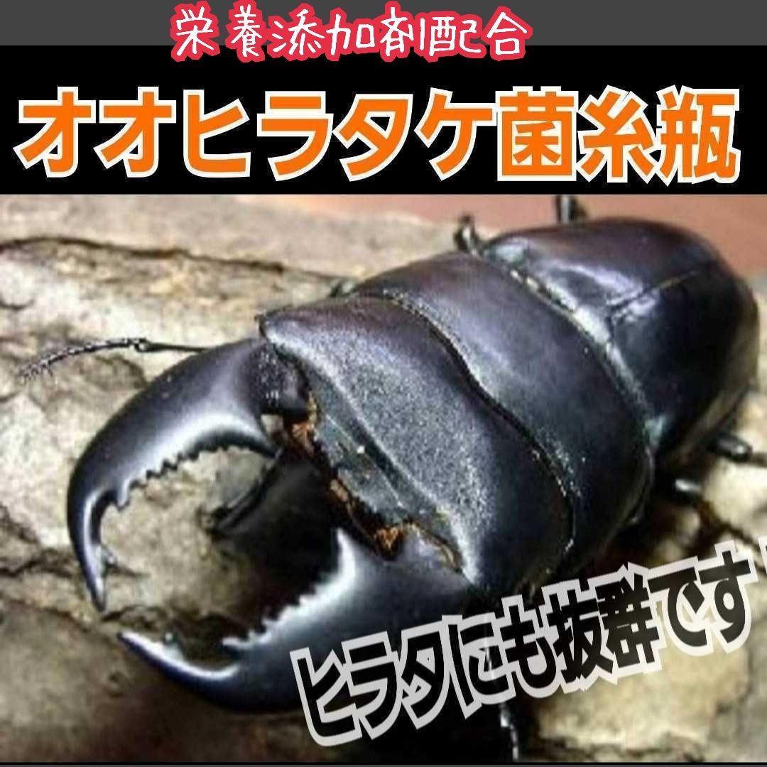極上！オオヒラタケ 菌糸瓶 【8本セット】1100ml オオクワガタ