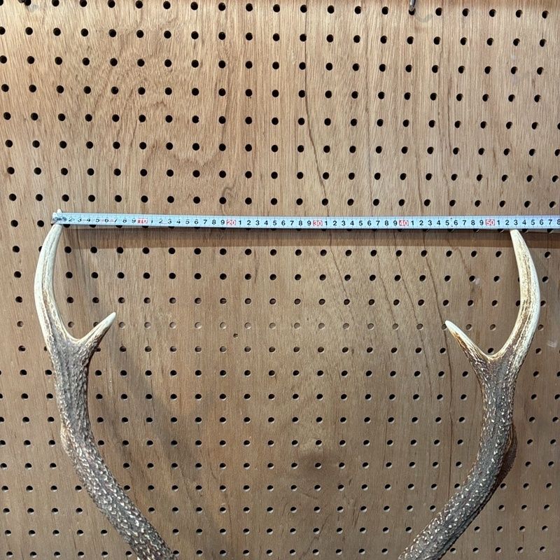 壁掛け ツノ　トロフィー　フランスアンティーク 鹿の角 頭付き 全長約65cm 壁掛け ウォールデコレーション