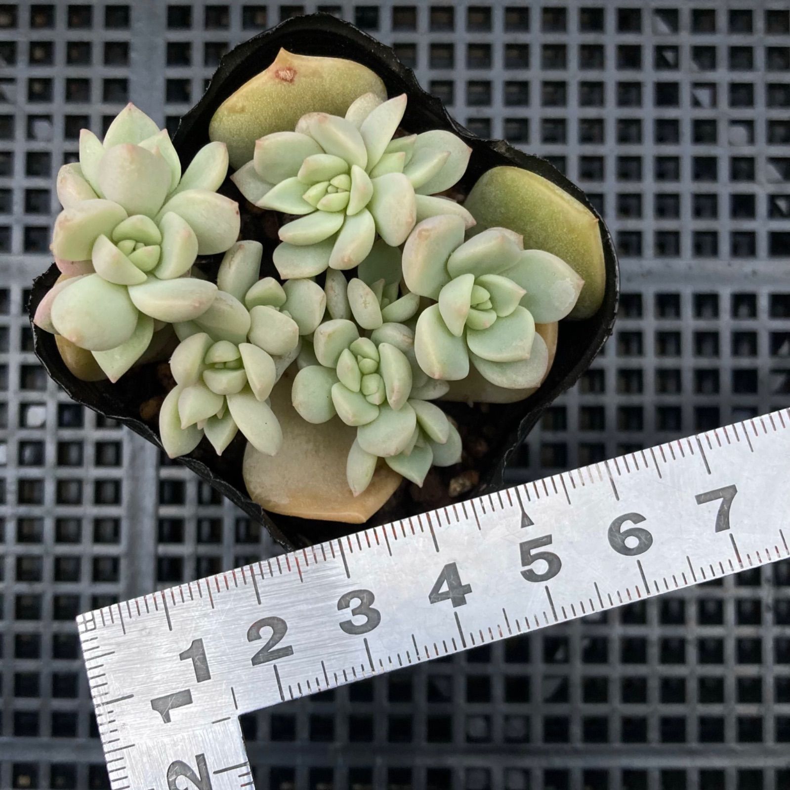 白牡丹多肉植物【葉挿し】 汗ばみ