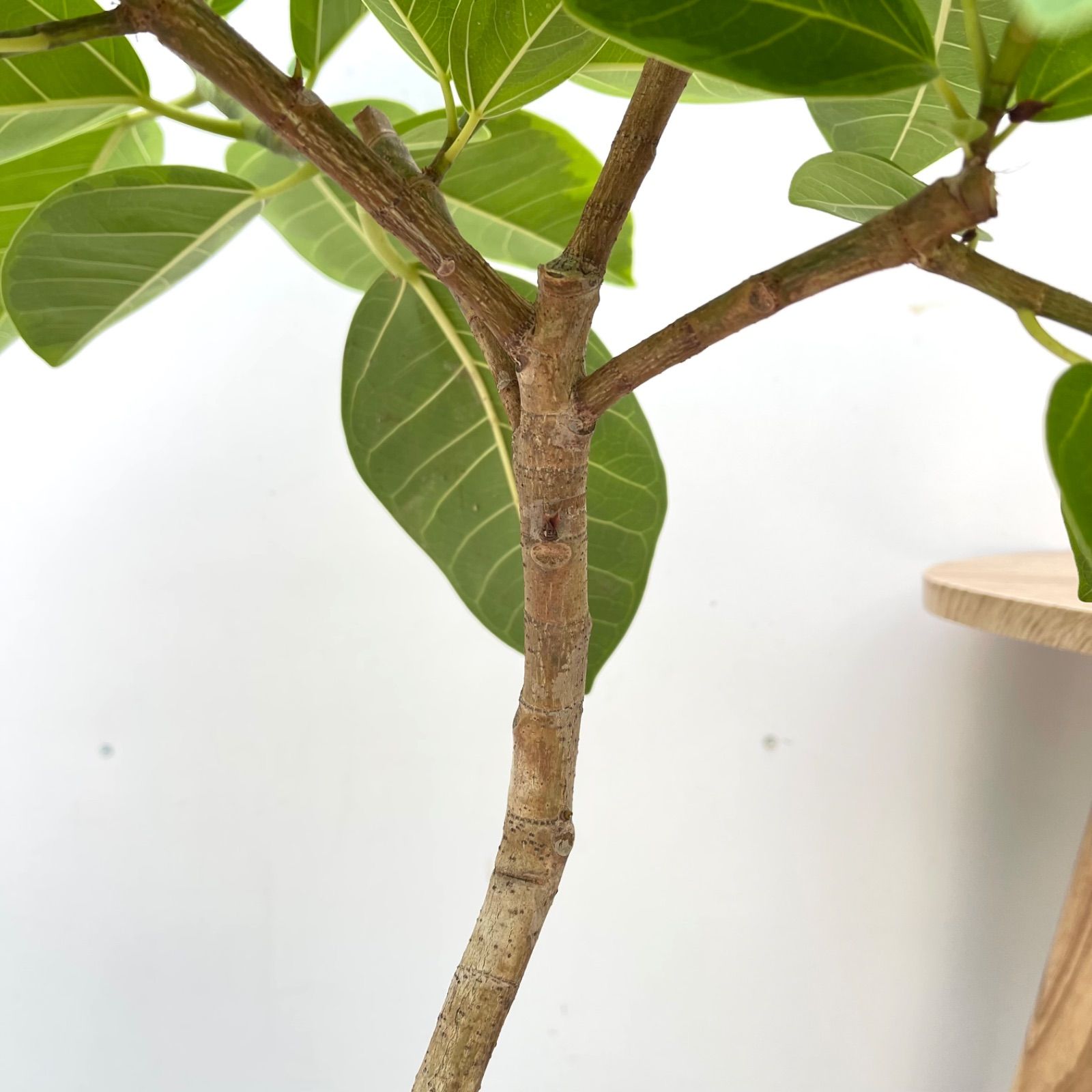 観葉植物 室内