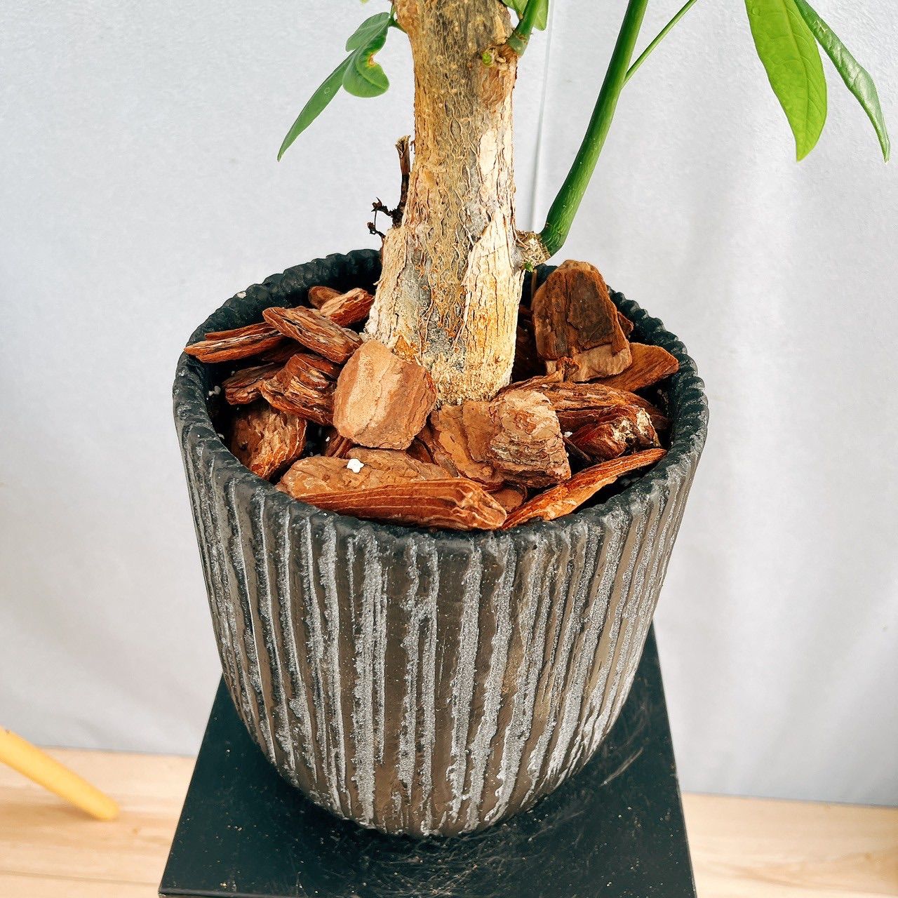 現品］14番 パキラ 曲がり 観葉植物 おしゃれ 室内 陶器鉢受け皿付き 