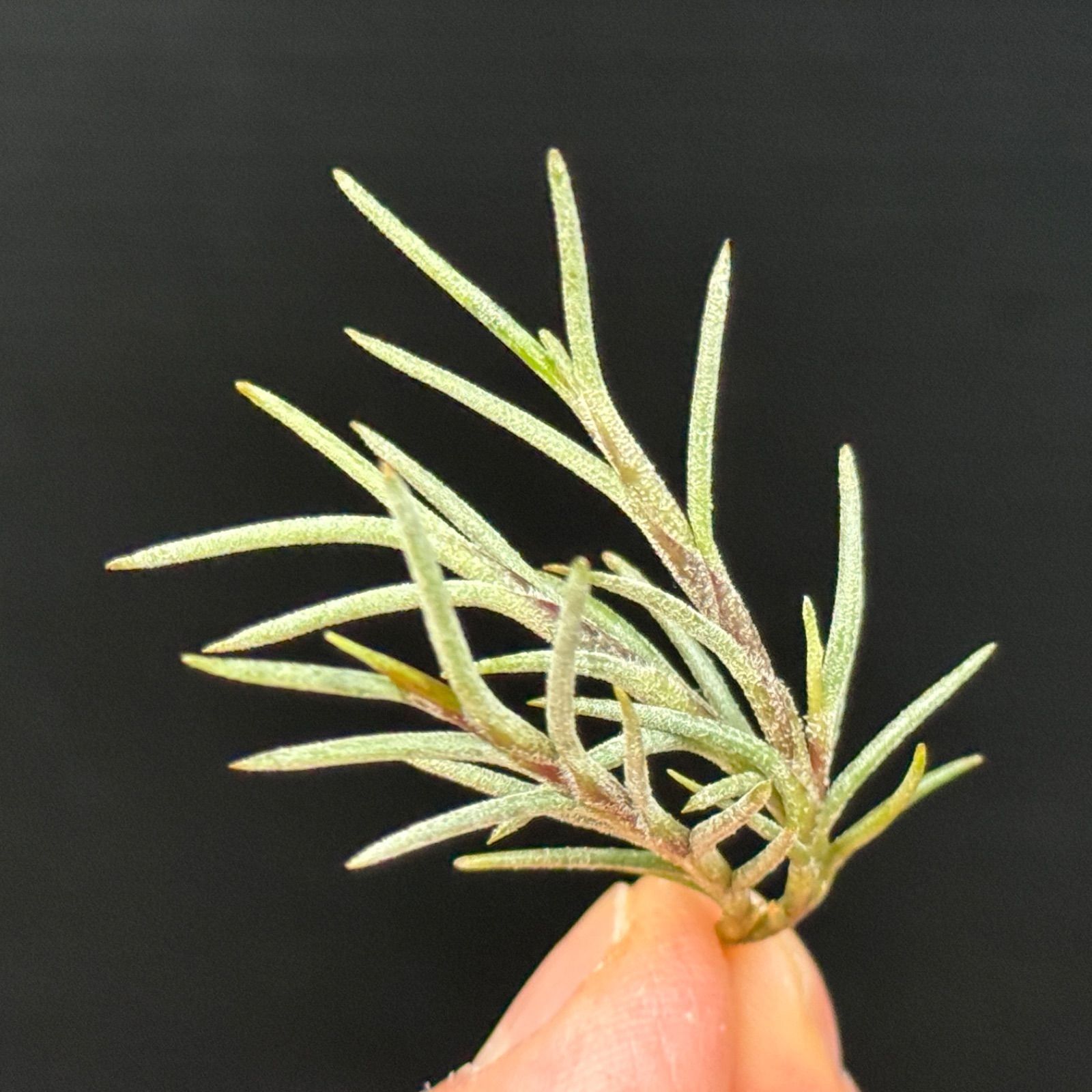 チランジア カピラリス Tillandsia capillaris＊エアプランツ