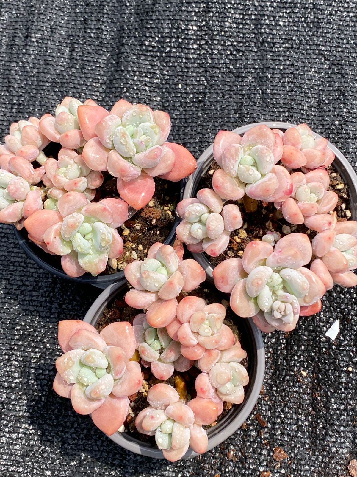 か*ん様 H725 バンシー 16株 抜き苗 多肉植物 エケベリア 韓国苗 H725