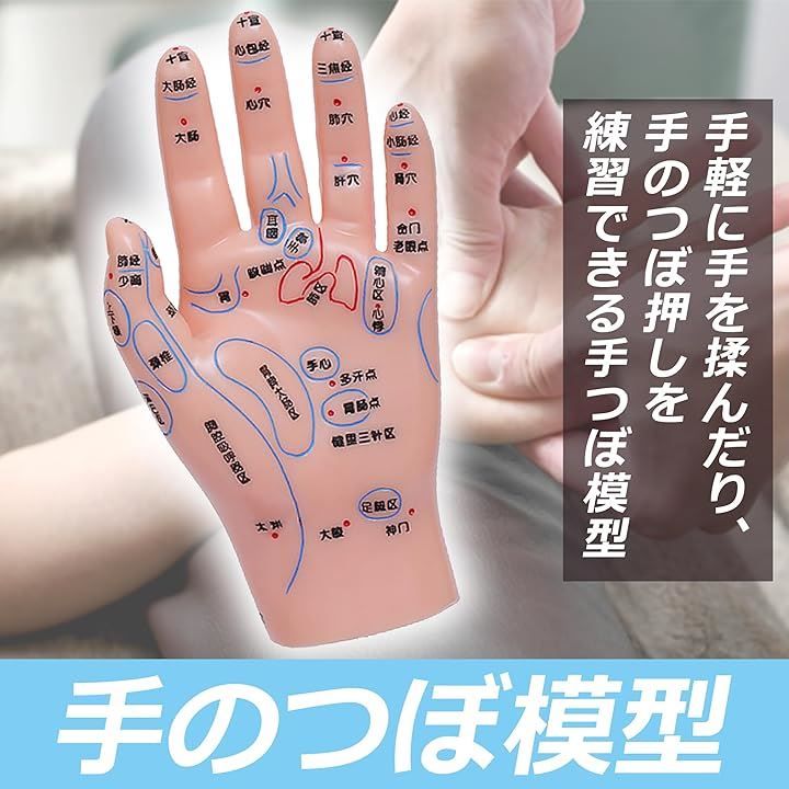 Edison Brain EdisonBrain 手つぼ模型 揉み 反射区