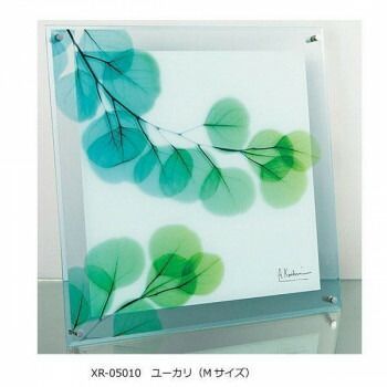 X RAY ガラス アート ユーカリ Mサイズ XR-05010