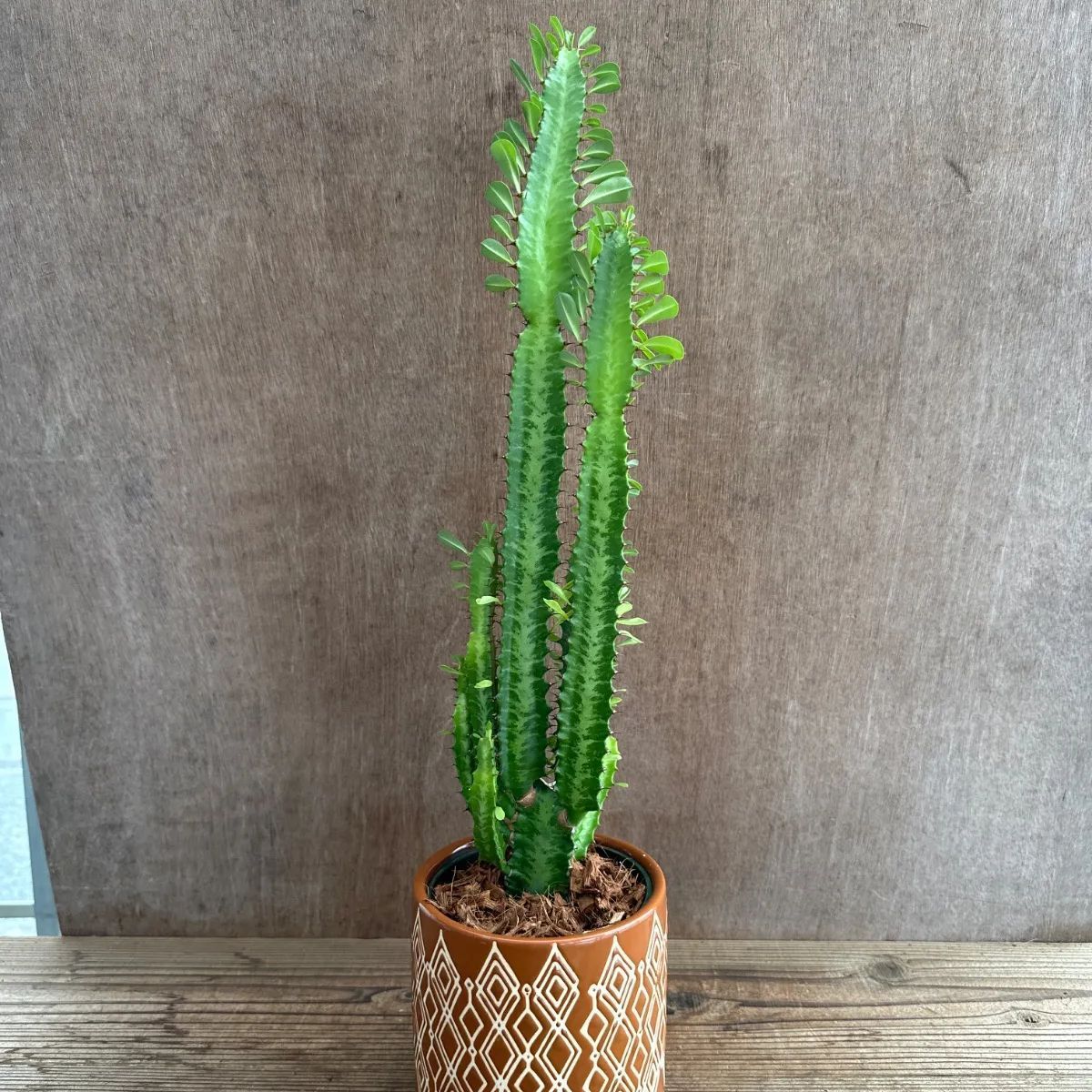 MA*RS タオルセット バラ ゼブラ 激レア