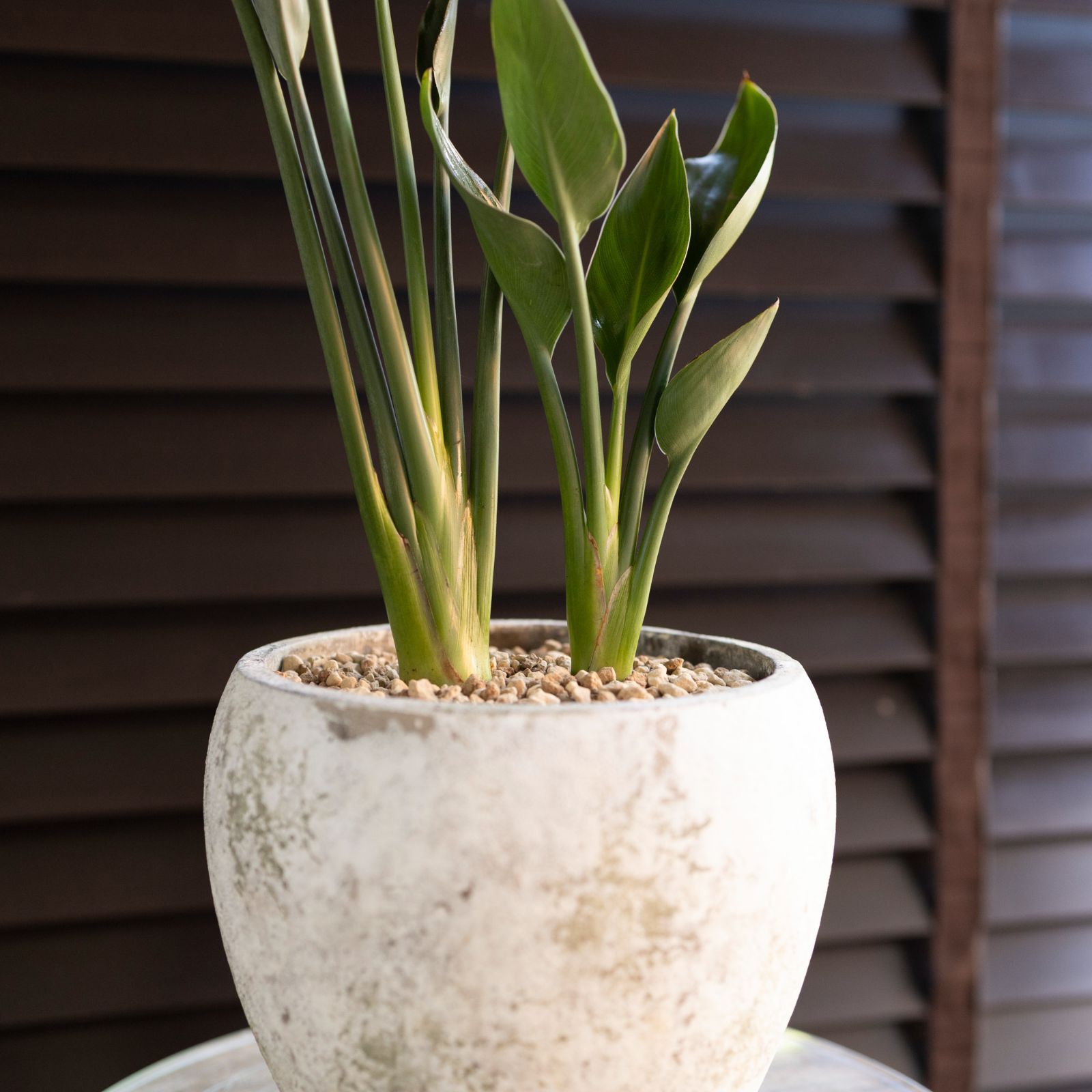 ストレリチア ユンケア ノンリーフ 鉢ごと① ストレリチア・ユンケア