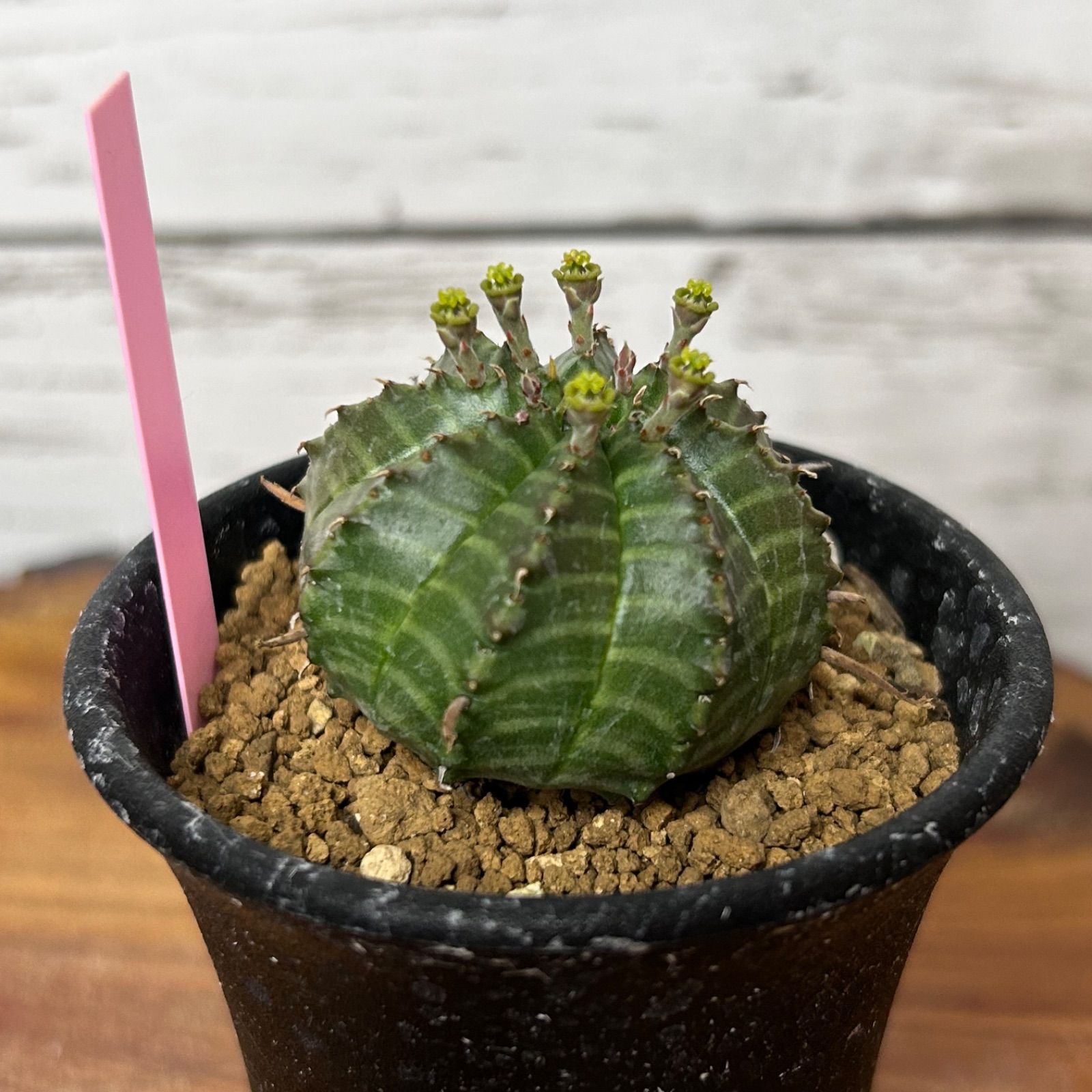 激レア ユ一フォルビア アブデルクリ 4本セット サボテン　柱サボテン euphorbia abdelkuri《L size》✨ユーフォルビアNo.1クラス