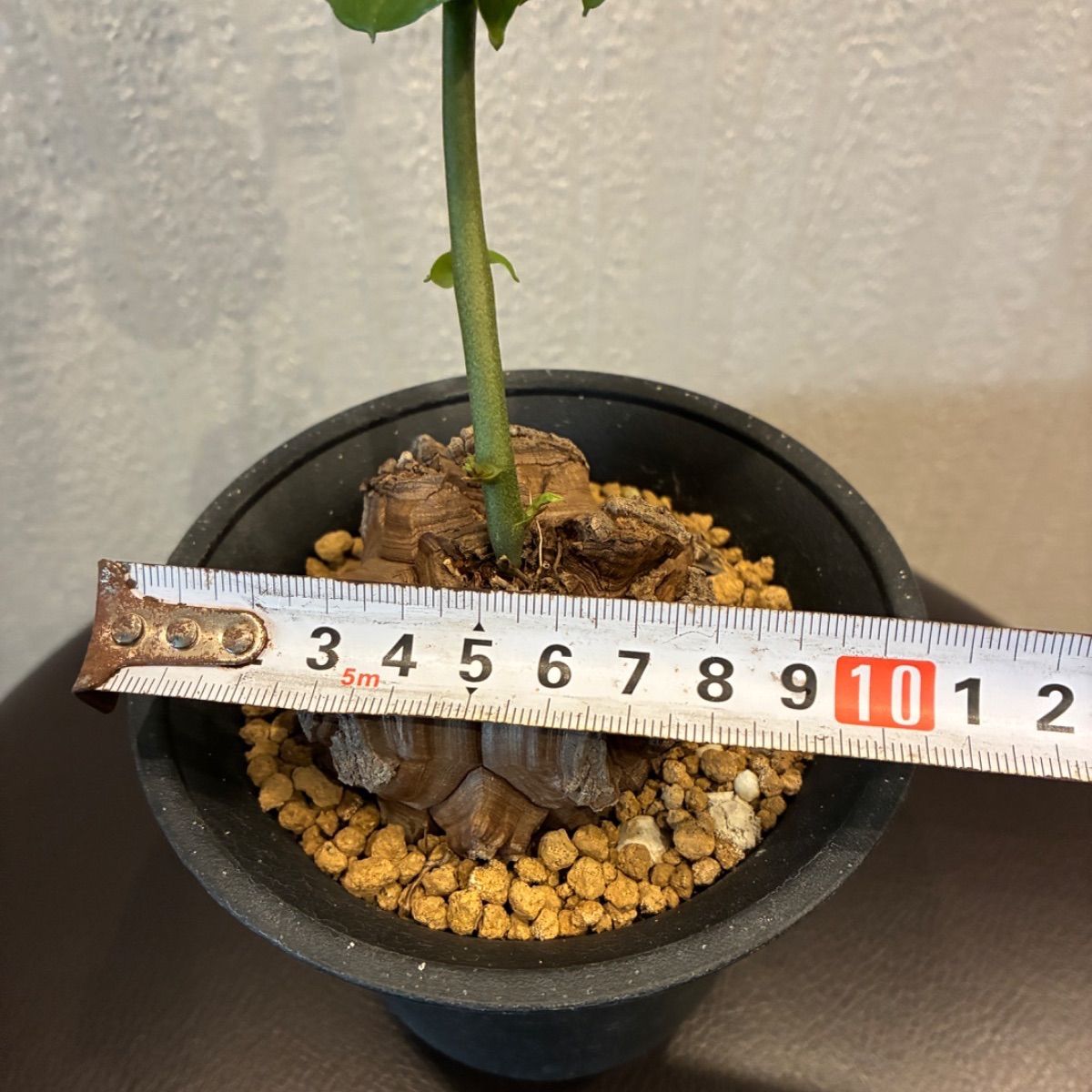 亀甲竜 A アフリカ亀甲竜 ② アフリカ亀甲竜 | GN PLANT