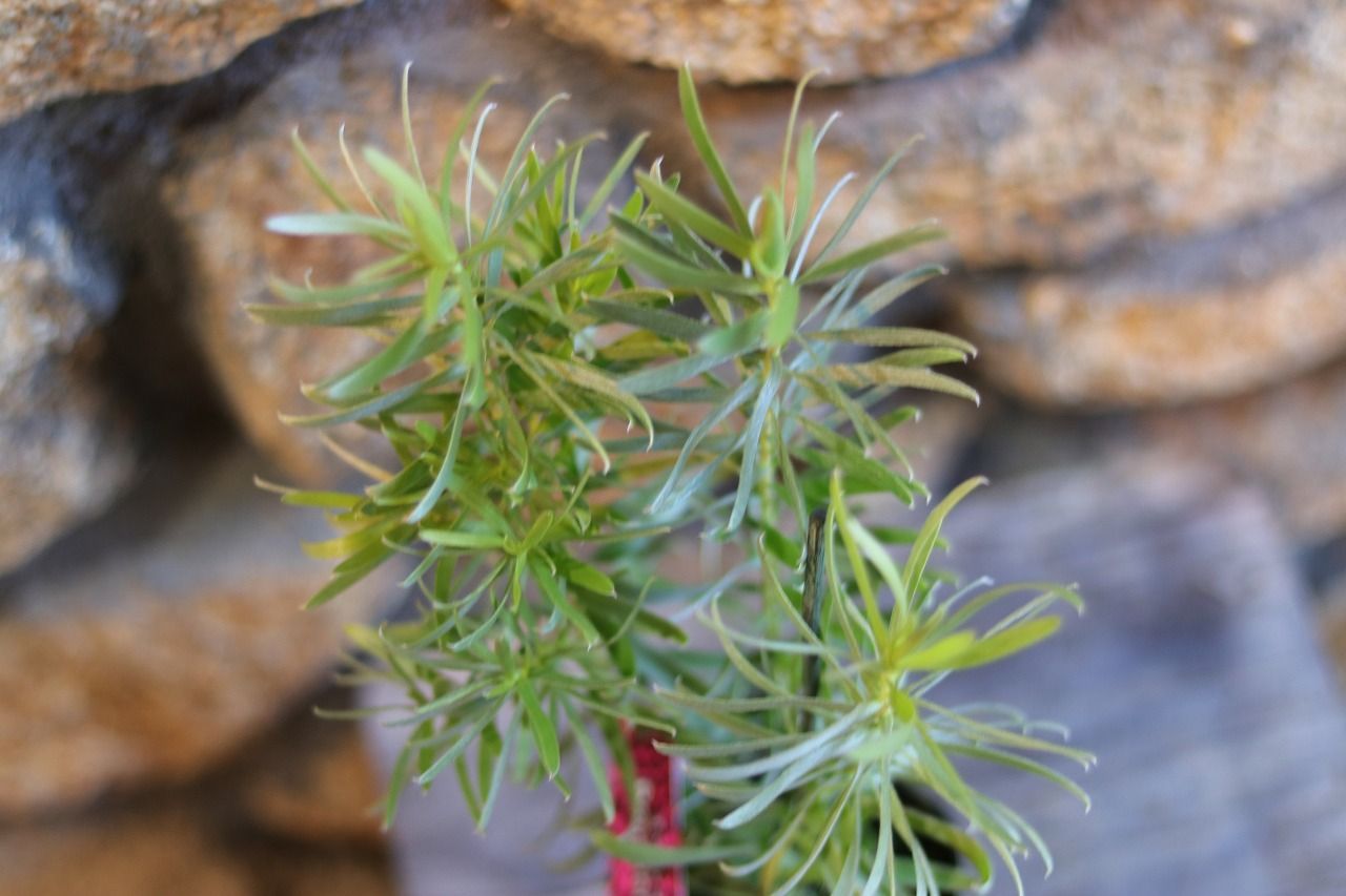 リューカデンドロン ポンデンス 3号ポット苗 【1株販売】 Pondoense リュウカデンドロン 寄せ植え 鉢植え 花壇 お洒落 可愛い 熱帯花木  花木 常緑樹 夏の花 花 苗 - メルカリ