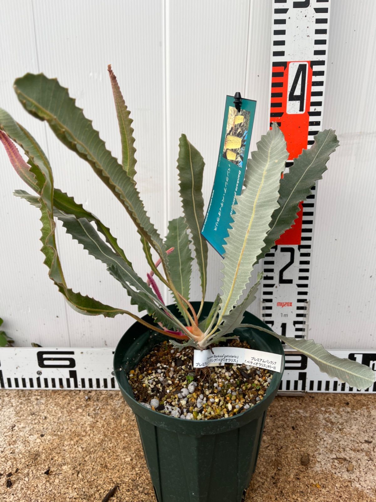 バンクシア・ペティオラリス5号 - メルカリ