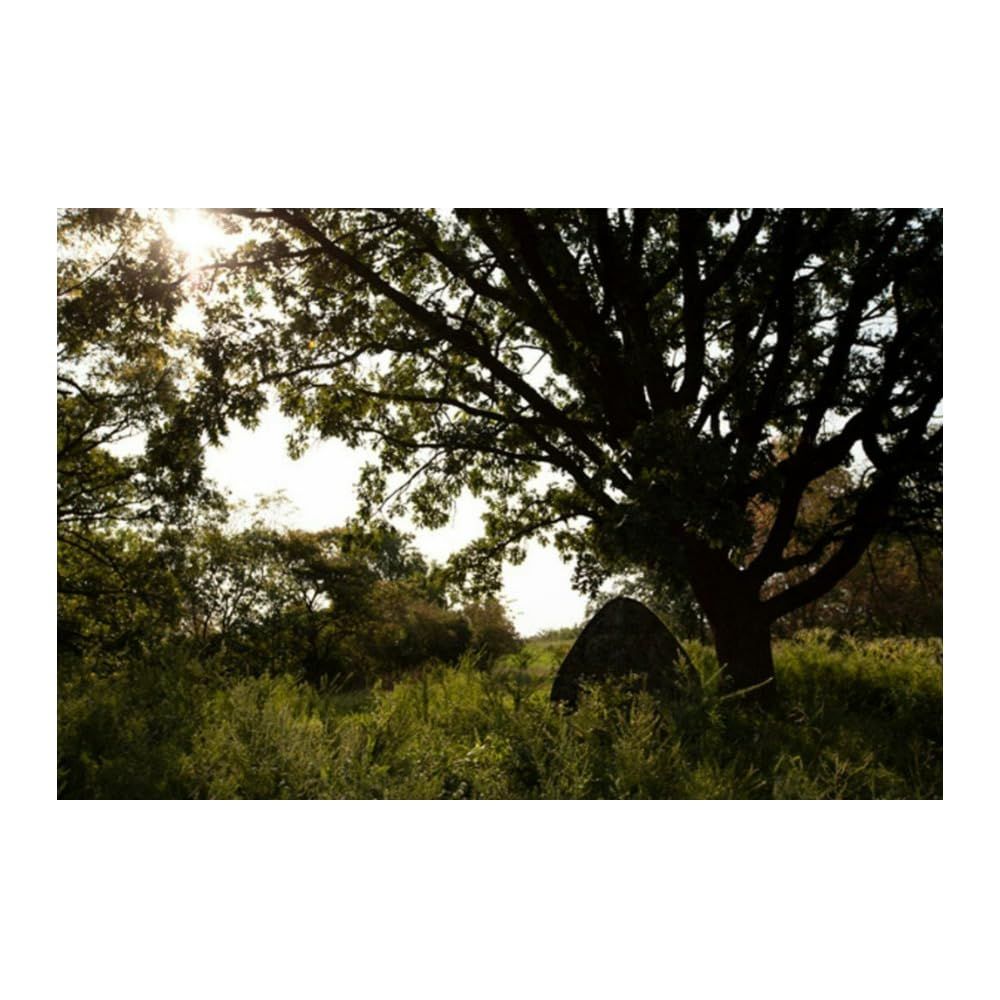 Oak