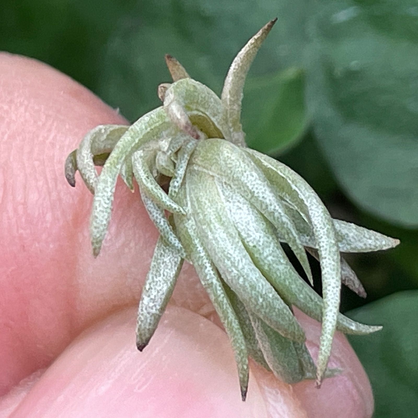 エアープランツ　ペイラノイ チランジア ペイラノイ Tillandsia peiranoi エアプランツ