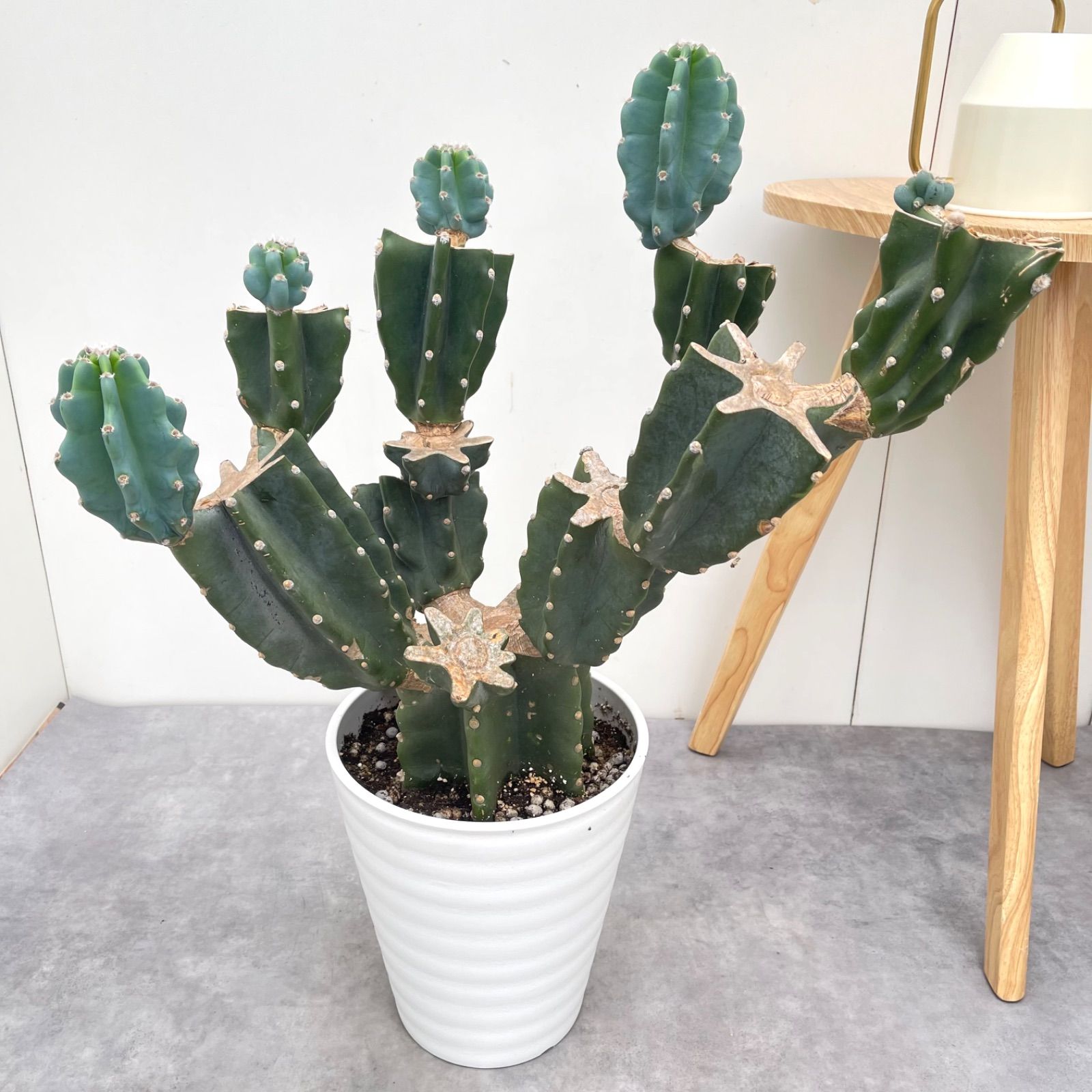 柱サボテン ブランチ 29【現品】観葉植物 室内 小売業者 ドライ