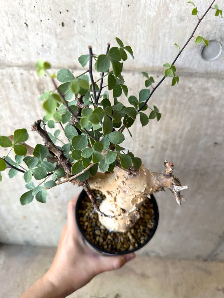 FAP植物 TK02 コミフォラ ピュア カタフ ソマリア 現品限り】コミフォラ・カタフ ソマリア ピュア 現地株 発根済み