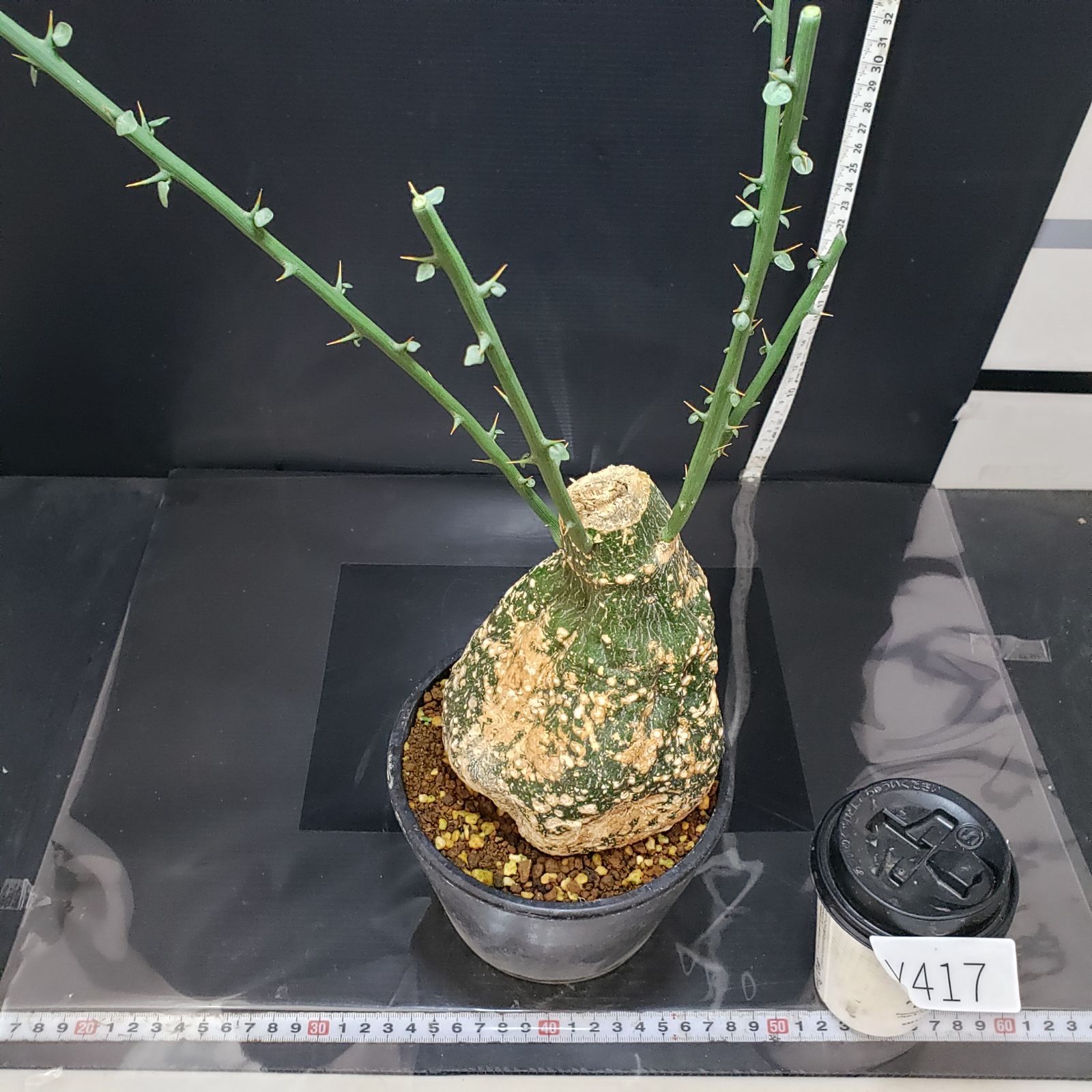 アデニア　グロボーサ　現地球　発根株　発芽 (鉢付き) アデニア グロボーサ 現地球 発根株 発芽 (鉢付き) アデニア