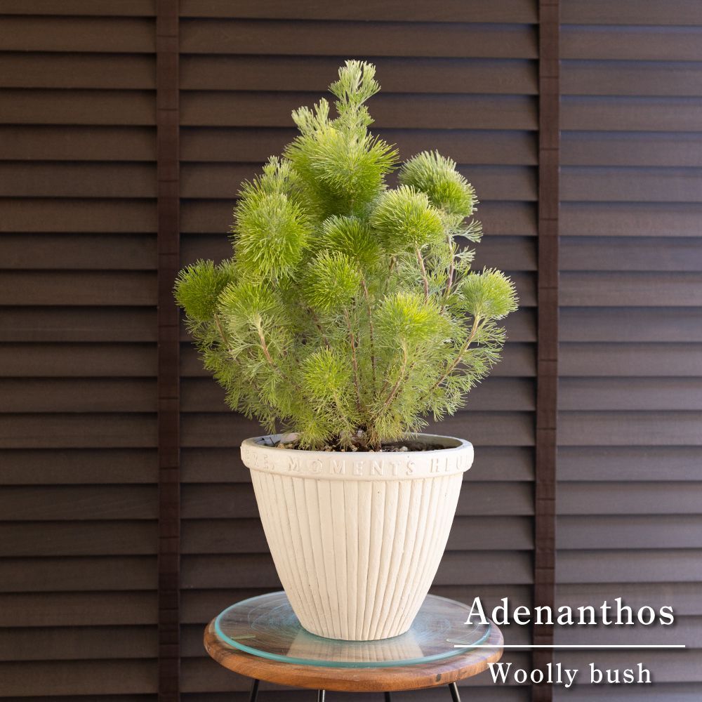 HERENDヘレンド チューリップの花束 小物入れ 楽天市場】ﾍﾚﾝﾄﾞ