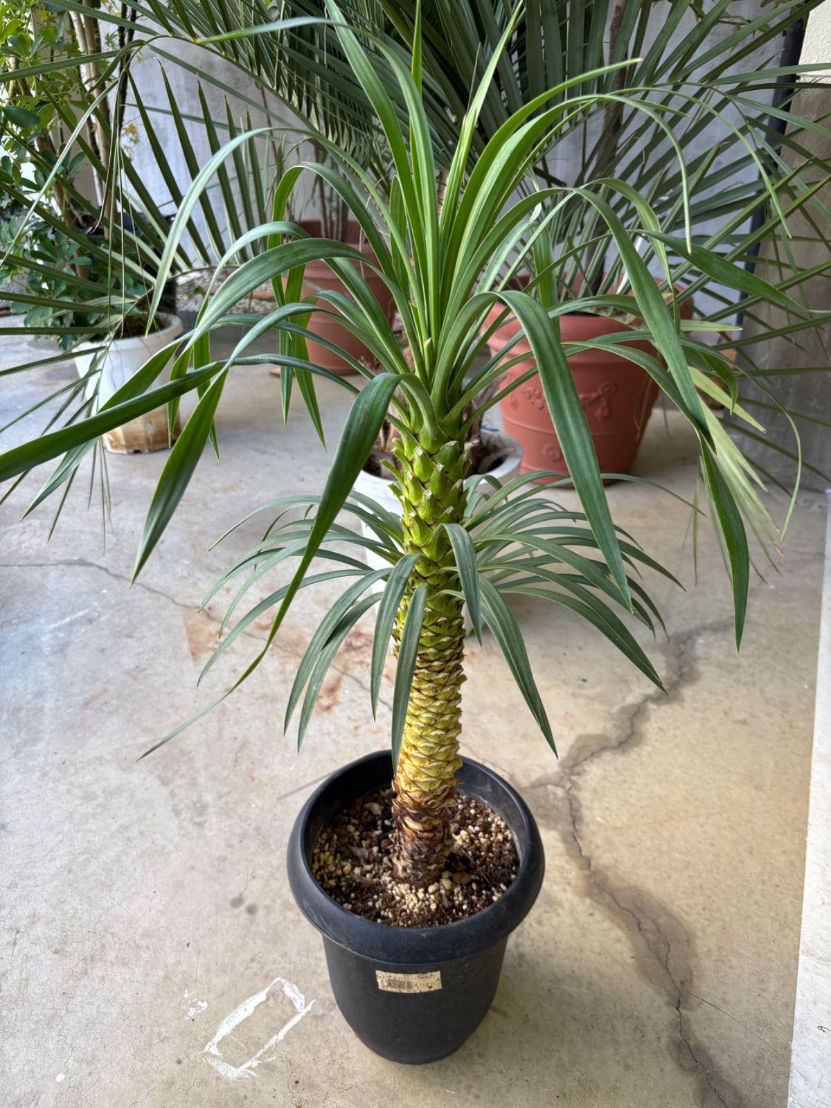 浮き玉ガラス シャビーオブジェ プランター フラワーベース 海外