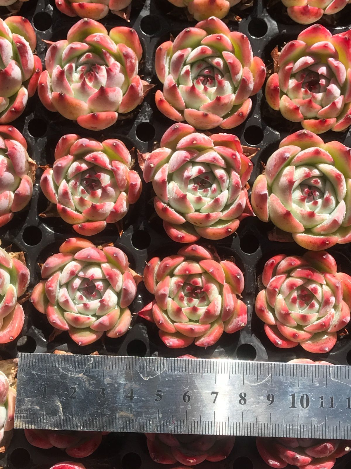 新入荷 チワワ(中型) 鮮やかな72苗セット 抜き苗 多肉植物 エケベリア レア種 韓国苗 サボテン 詰め合わせ 寄せ植え 176