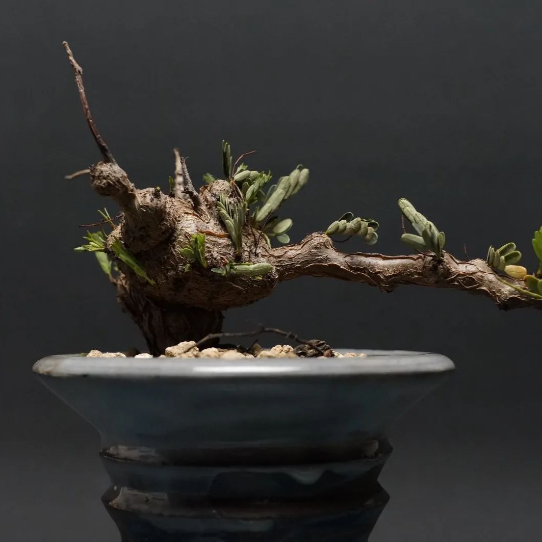 超チビグラ グラキリス【セレクション株】ベアルート現地球 未発