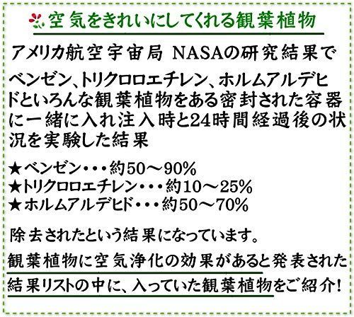スクエアプラスチック鉢と鉢皿付き 土の表面