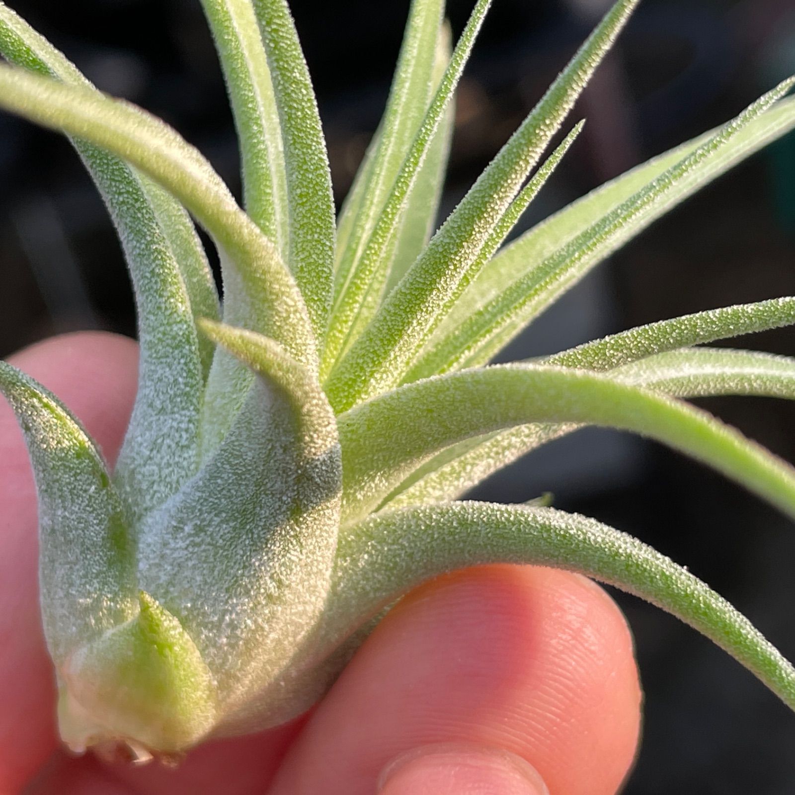 チランジア イオナンタ マキシマ アルビノ クランプ イオナンタ