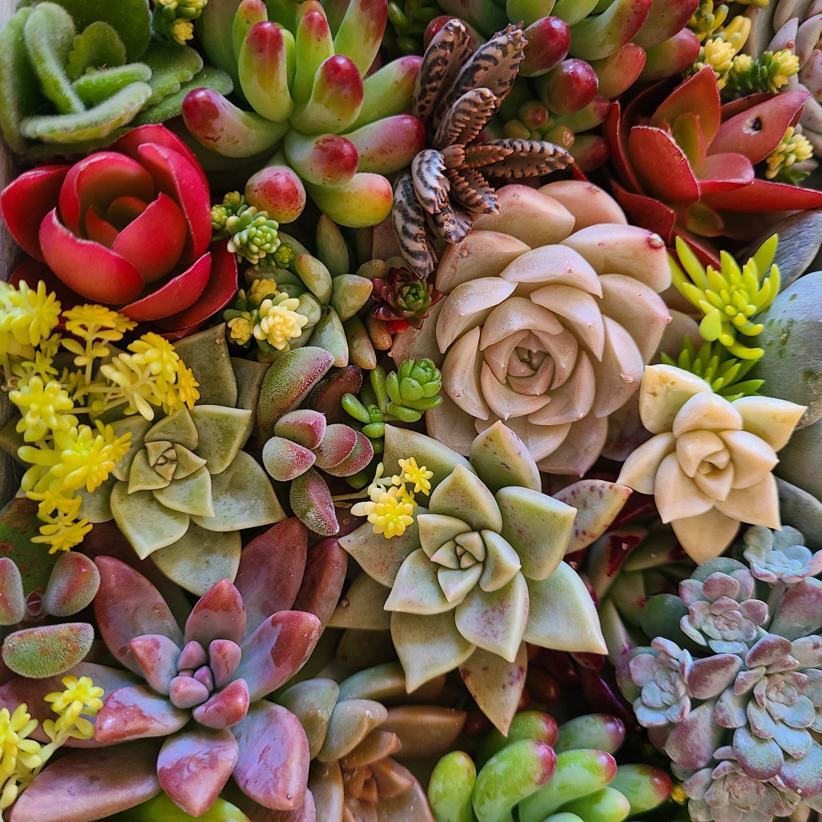 多肉植物 もりもりレモータ♡紅葉開始♪抜き苗