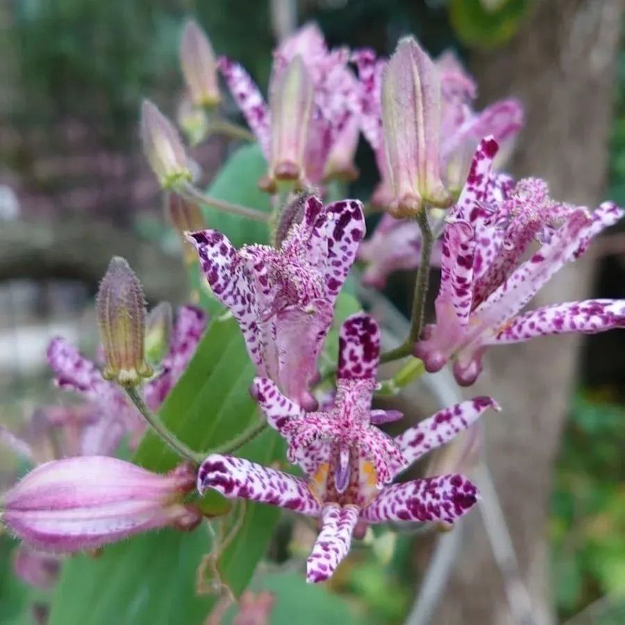 ホトトギス 10本 送料込み - 観葉植物