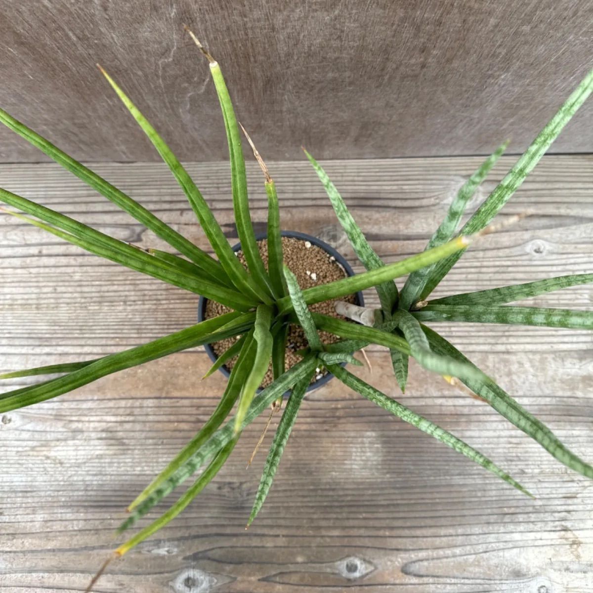 サンセベリア ブンルートーチ ハイブリット③ Sansevieria bunlue