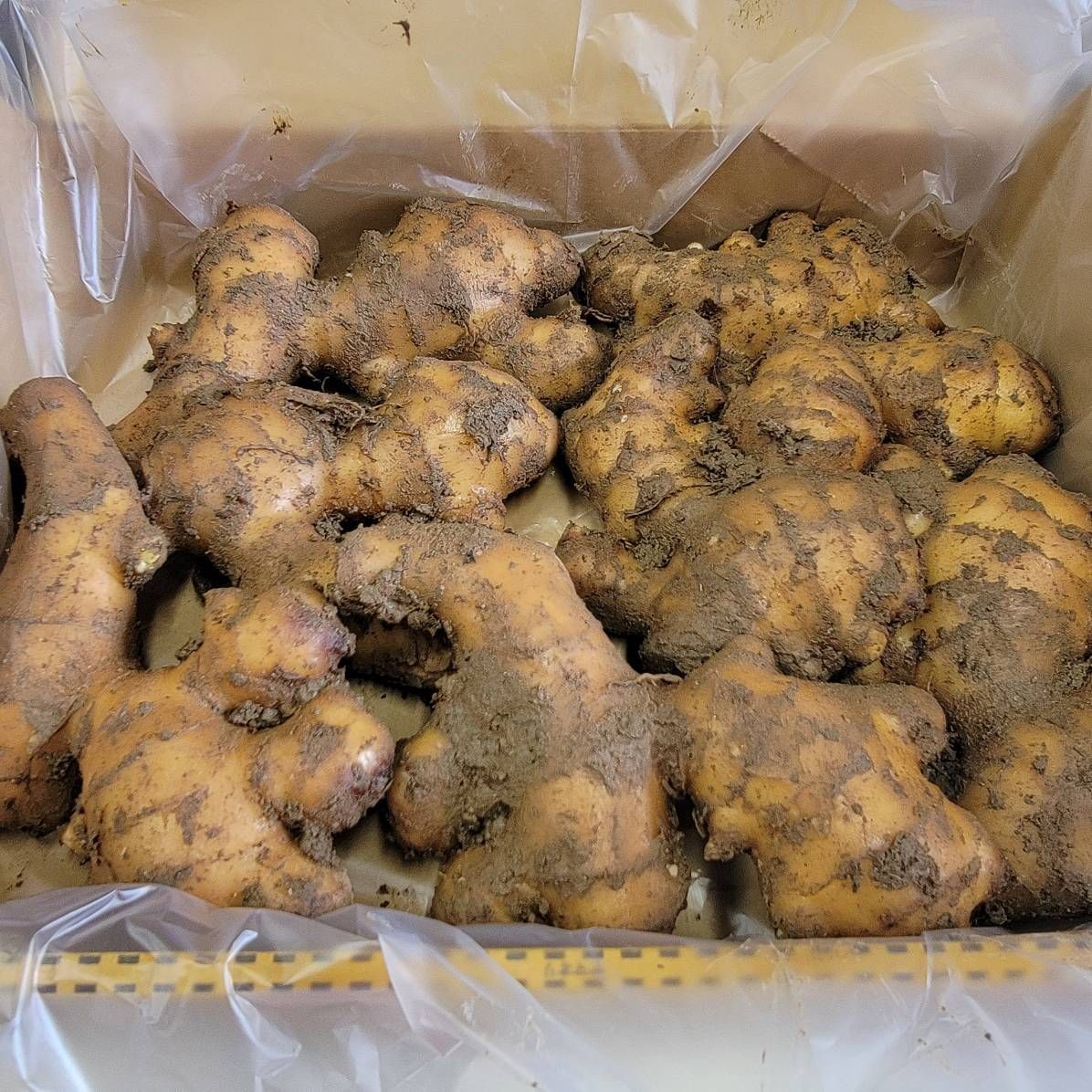 土佐市産生姜 種 5kg - メルカリ
