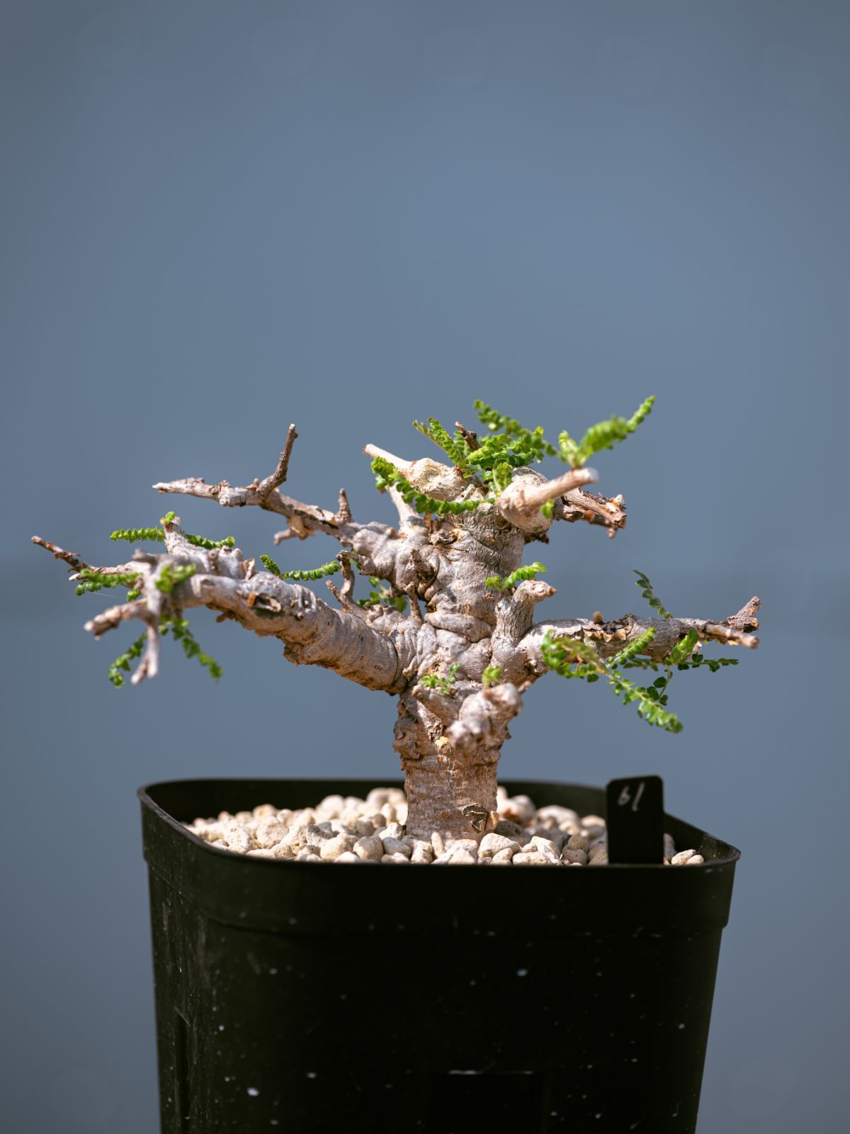 ミナペルホネン タンバリン タイル グリーン ブルー バラ売り可能 最新