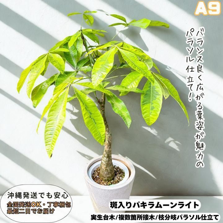 希少！パキラムーンライトA９・五ヶ所接ぎ木・枝分岐パラソル仕立て/無機質用土 希少！パキラムーンライトA9・五ヶ所接ぎ木・枝分岐パラソル