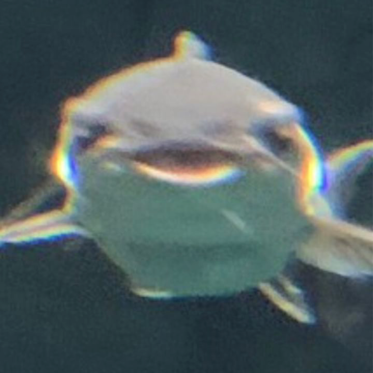 複数枚購入希望時、枚数分複数回購入