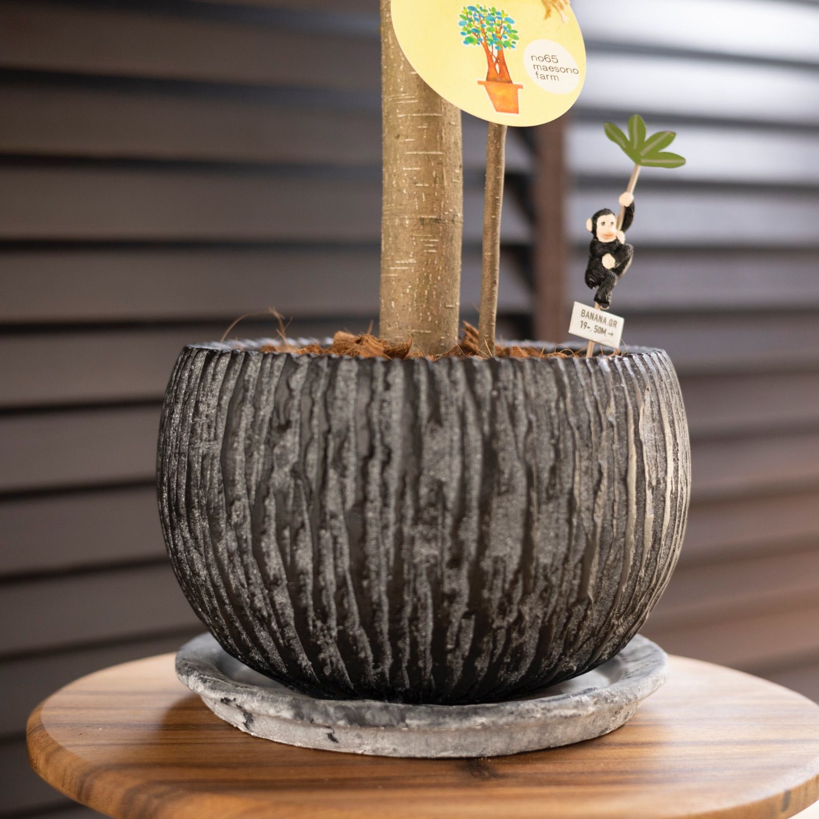 パンダガジュマル 7号 陶器鉢 ピック付 観葉植物 ガジュマルの木 多幸