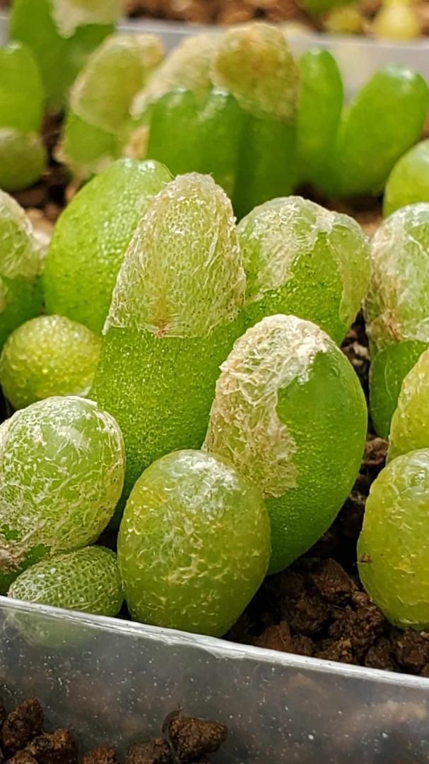 いろいろおまかせセット