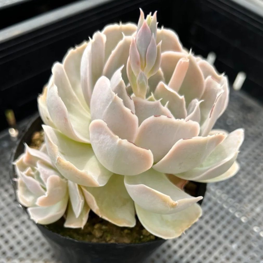 その他多肉植物 Natural 多肉植物No.88 蜃気楼 特大 10.5センチポット - メルカリ