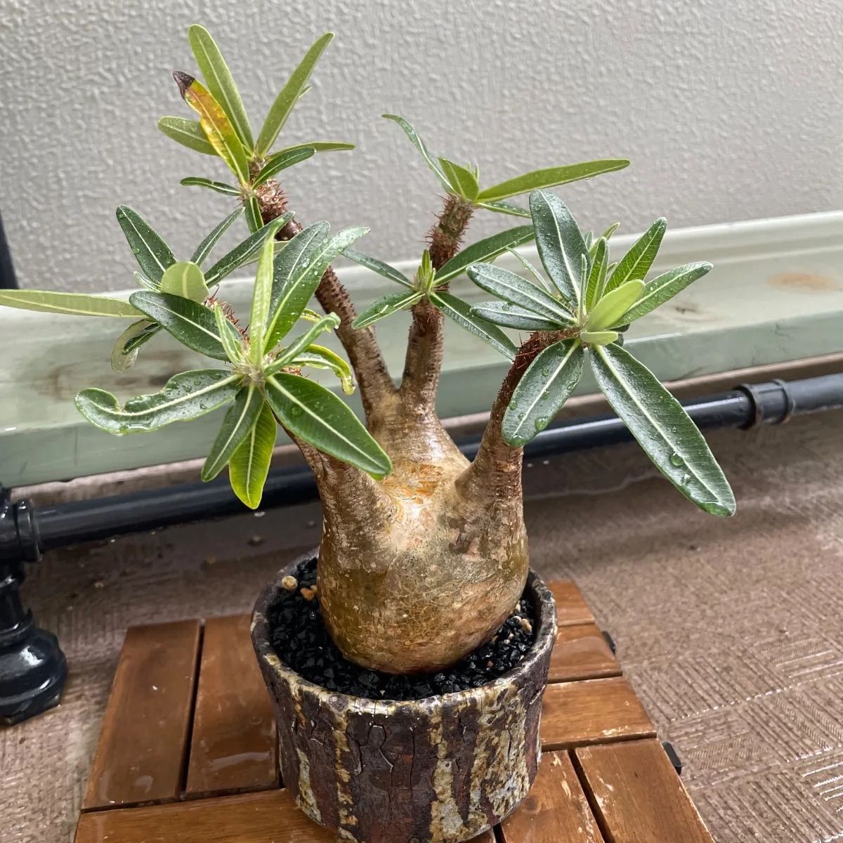 グラキリス 中株 5年管理株 【公式通販】