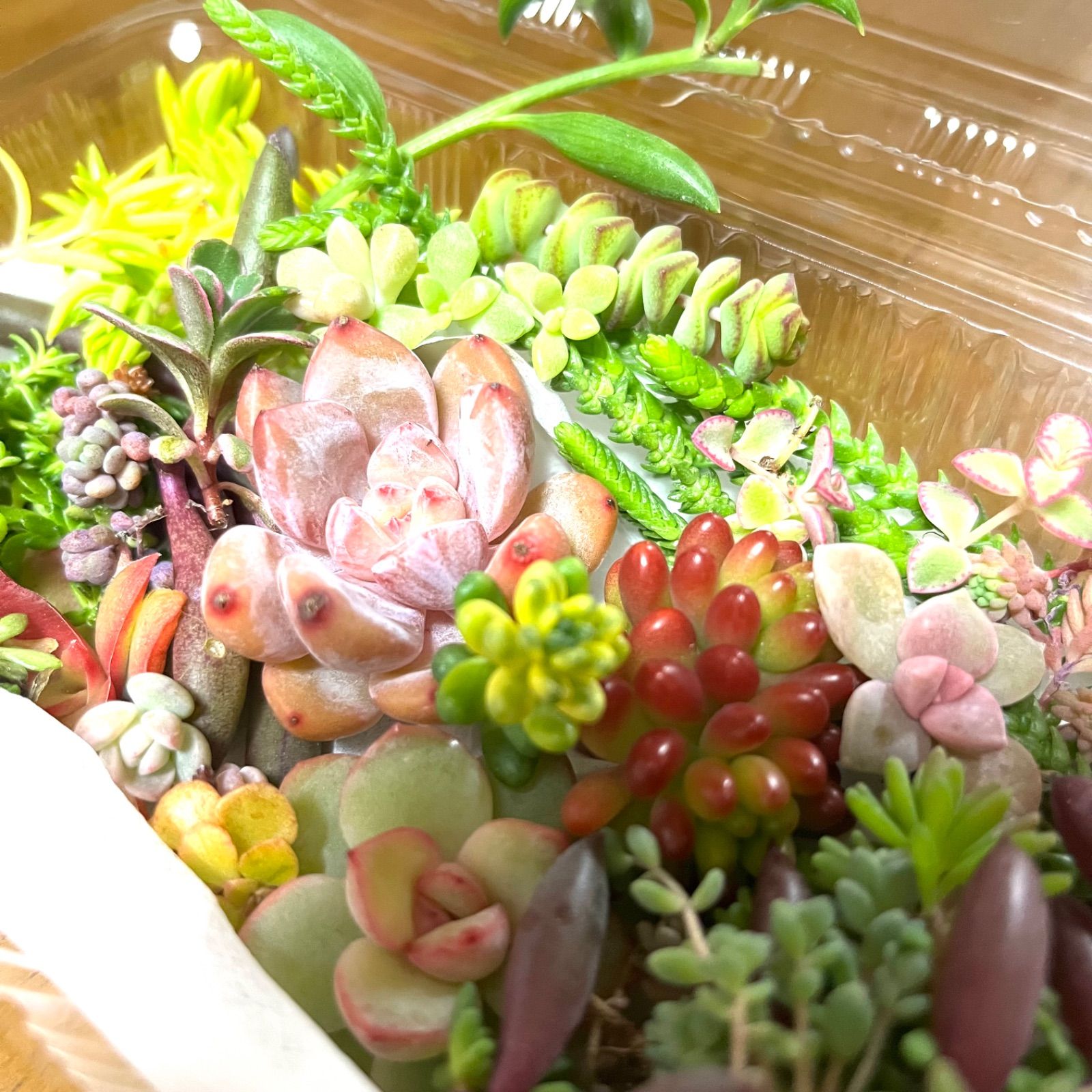 多肉植物寄せ植えセット 多肉植物カット苗詰め合わせ エケベリア