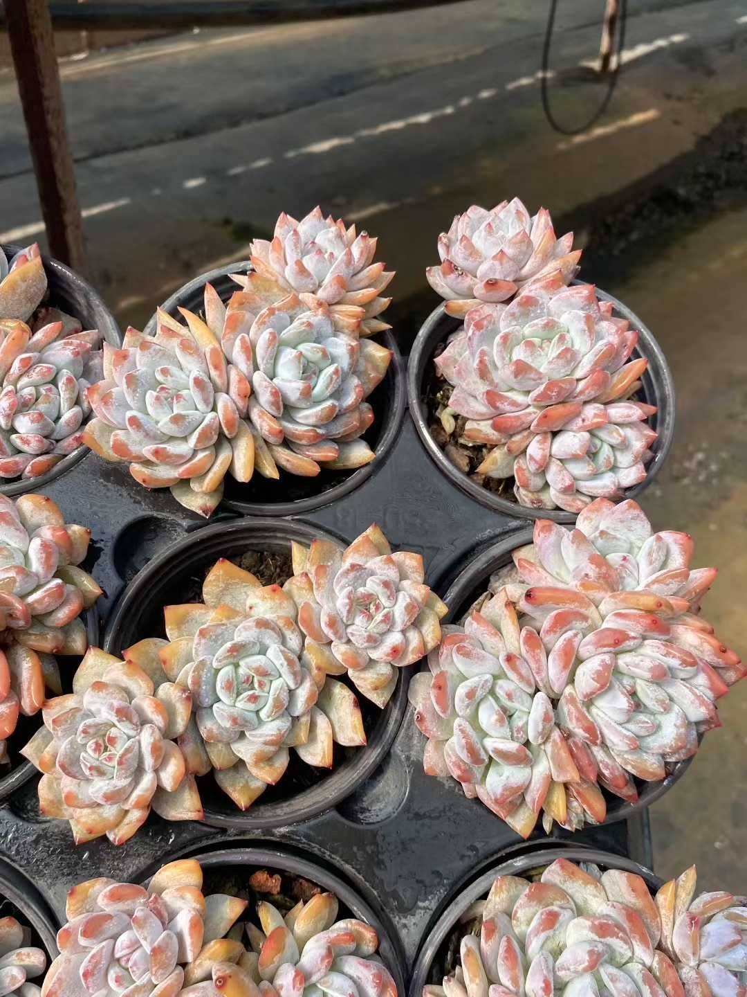 オレンジモンロー群生